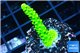 Acropora neon green 3-4 cm WYSIWYG acclimaté
