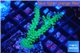 Acropora green & purple tip 3-5 cm WYSIWYG acclimaté