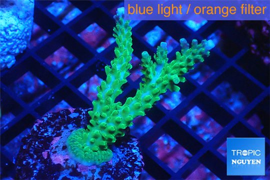 Acropora green & purple tip 3-5 cm WYSIWYG acclimaté