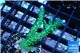 Acropora green & purple tip 3-5 cm WYSIWYG acclimaté