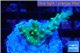 Acropora green & blue tip Fijii 2-3 cm WYSIWYG acclimaté