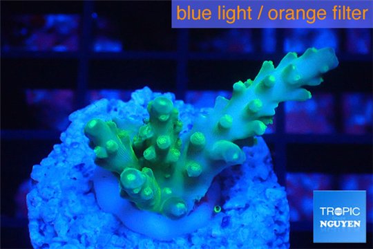 Acropora green & blue tip Fijii 2-3 cm WYSIWYG acclimaté