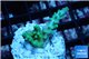 Acropora green & blue tip Fijii 2-3 cm WYSIWYG acclimaté