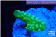 Acropora humilis green & yellow polyps Fijii 2-3 cm WYSIWYG acclimaté