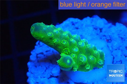 Acropora humilis green & yellow polyps Fijii 2-3 cm WYSIWYG acclimaté