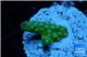 Acropora humilis green & yellow polyps Fijii 2-3 cm WYSIWYG acclimaté