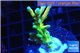 Acropora deep water Fijii premium 3-5 cm WYSIWYG acclimaté