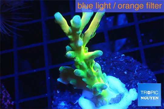 Acropora deep water Fijii premium 3-5 cm WYSIWYG acclimaté