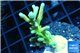 Acropora deep water Fijii premium 3-5 cm WYSIWYG acclimaté