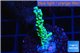 Montipora green & purple polyps 2-4 cm WYSIWYG acclimaté