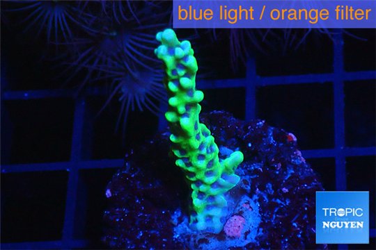 Montipora green & purple polyps 2-4 cm WYSIWYG acclimaté