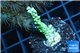 Montipora green & purple polyps 2-4 cm WYSIWYG acclimaté