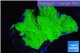 Montipora green cap damaged 4-6 cm WYSIWYG acclimaté
