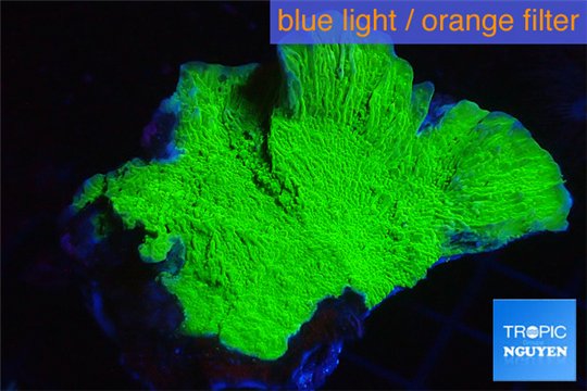 Montipora green cap damaged 4-6 cm WYSIWYG acclimaté