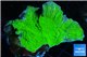 Montipora green cap damaged 4-6 cm WYSIWYG acclimaté