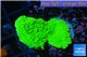 Montipora green cap 3-4 cm WYSIWYG acclimaté