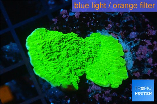 Montipora green cap 3-4 cm WYSIWYG acclimaté