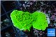 Montipora green cap 3-4 cm WYSIWYG acclimaté