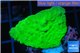 Montipora green cap 3-4 cm WYSIWYG acclimaté