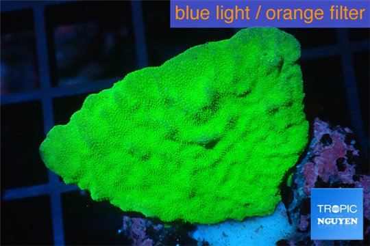 Montipora green cap 3-4 cm WYSIWYG acclimaté