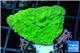 Montipora green cap 3-4 cm WYSIWYG acclimaté