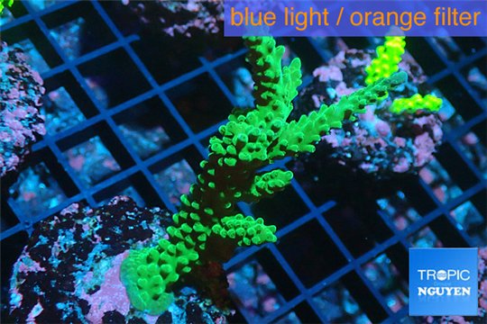 Acropora green & purple tip 3-5 cm WYSIWYG acclimaté