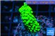 Acropora neon green 3-4 cm WYSIWYG acclimaté