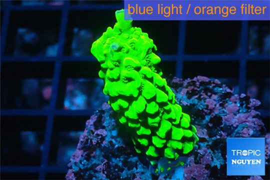 Acropora neon green 3-4 cm WYSIWYG acclimaté