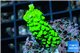 Acropora neon green 3-4 cm WYSIWYG acclimaté