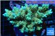 Acropora pikachu Indonesia 8-12 cm WYSIWYG acclimaté