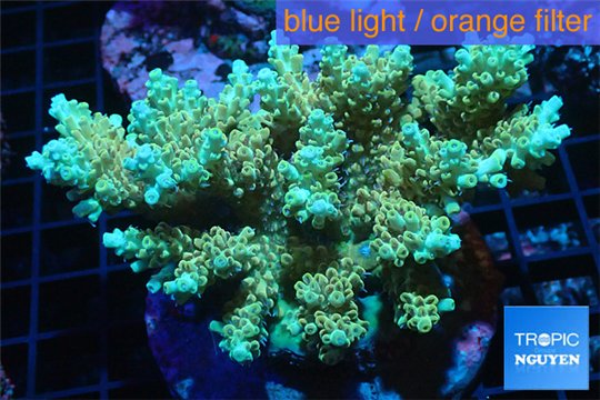 Acropora pikachu Indonesia 8-12 cm WYSIWYG acclimaté