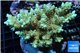 Acropora pikachu Indonesia 8-12 cm WYSIWYG acclimaté