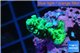 Acropora green 2-4 cm WYSIWYG acclimaté
