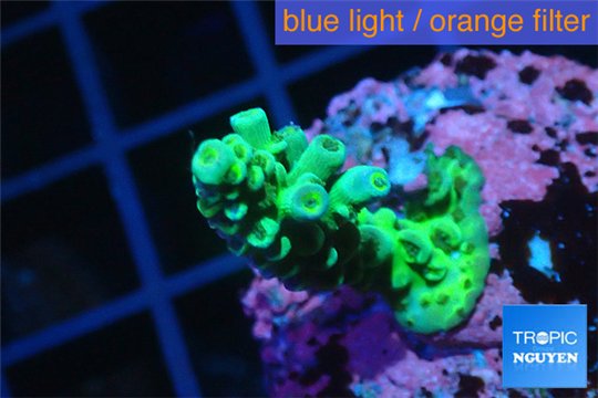 Acropora green 2-4 cm WYSIWYG acclimaté