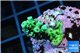 Acropora green 2-4 cm WYSIWYG acclimaté