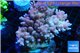 Acropora pink Indonesia 8-12 cm WYSIWYG acclimaté