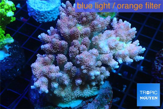Acropora pink Indonesia 8-12 cm WYSIWYG acclimaté