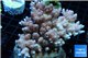 Acropora pink Indonesia 8-12 cm WYSIWYG acclimaté