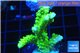 Acropora neon green 4-5 cm WYSIWYG acclimaté