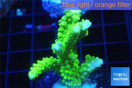 Acropora neon green 4-5 cm WYSIWYG acclimaté