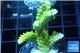 Acropora neon green 4-5 cm WYSIWYG acclimaté
