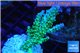Acropora green & blue tip Fijii 4-5 cm WYSIWYG acclimaté