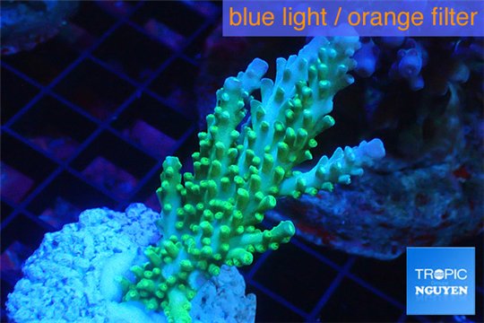 Acropora green & blue tip Fijii 4-5 cm WYSIWYG acclimaté