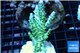 Acropora green & blue tip Fijii 4-5 cm WYSIWYG acclimaté