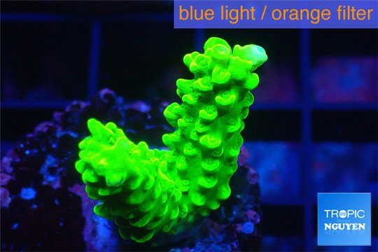 Acropora neon green 3-4 cm WYSIWYG acclimaté