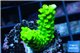 Acropora neon green 3-4 cm WYSIWYG acclimaté
