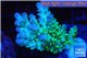 Acropora green & blue tip Fijii 4-5 cm WYSIWYG acclimaté