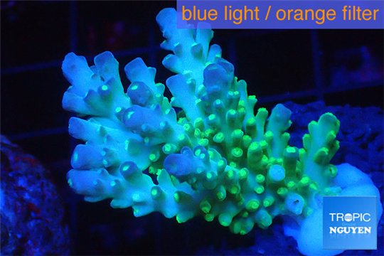 Acropora green & blue tip Fijii 4-5 cm WYSIWYG acclimaté