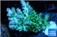 Acropora green & blue tip Fijii 4-5 cm WYSIWYG acclimaté