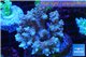 Acropora microclados Indonesia 8-12 cm WYSIWYG acclimaté
